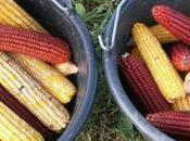 Agriculture vers semences paysannes