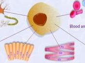 ALZHEIMER: cellules sang cordon pour réparer cerveau Cell Transplantation