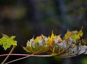 Mains tendues (gros plan novembre)...