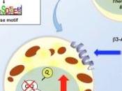 PERTE POIDS: L'interrupteur moléculaire fait brûler calories Cell Metabolism