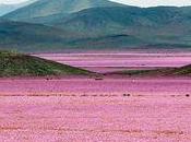 millions fleurs hautes couleur dans désert d'Atacama