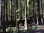 Hausse températures forêt aquitaine accuse coup