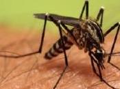 DENGUE: C'est asymptomatique, transmissibilité PNAS