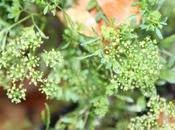 Capucine perce-neige, l'été rejoint l'hiver