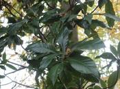 Eriobotrya japonica 'Oliver'