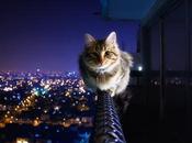 Votre iPhone peut appeler votre chat