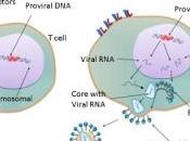 #thelancethiv #VIH #ARN #CD4 #disulfiram Administration court terme disulfiram pour l’activation d’une infection latente étude phase d’accroissement dose