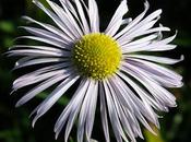 Potentiellement invasive, Vergerette annuelle