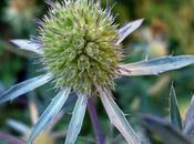 Panicaut feuilles planes (Eryngium planum)