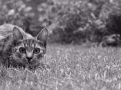 #BRUSSELSLOCKDOWN Invasion chats