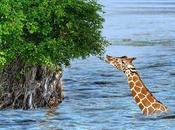 conséquences réchauffement climatique