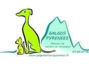L'association Galgos Pyrénées.