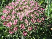 Carotte gomme (Daucus carota subsp. gummifer)