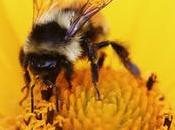 Vivent abeilles Stop pesticides