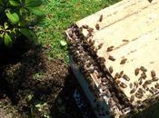 COP21 ruches toit mairie Val-de-Reuil