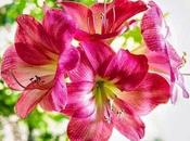 L'Amaryllis, cette fleur magnifique