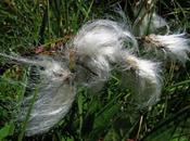 Cotonneuse Linaigrette