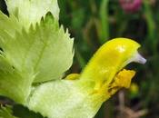 Rhinanthe velue (Rhinanthus alectorolophus)