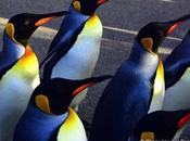 Bâle: quand manchots font leur spectacle