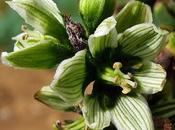 Veratrum album (Vérâtre blanc)