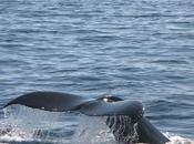 L’huile foie morue Arkopharma