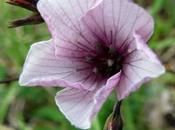 Linum tenuifolium (Lin feuilles étroites)