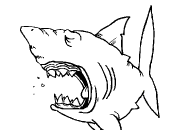 dessin requin