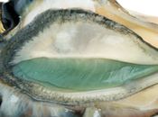 Huîtres: attention l'origine sexuelle