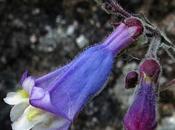 Penstemon hirsute (Penstemon hirsutus)