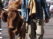 Cinéma vache, Infos