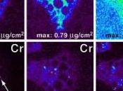 COMPLÉMENTS MINCEUR: Quand chrome devient cancérigène Angewandte Chemie