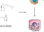 CANCER: Découverte d'un suppresseur tumeur puissant prometteur Current Medicinal Chemistry