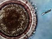 INFERTILITÉ: Aujourd'hui, pour rencontrer l'ovule, spermatozoïde préfère être motorisé NanoLetters, Science