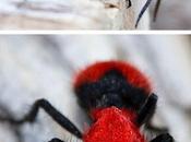 Divers magnifique nature