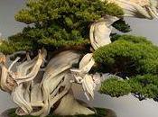 Découvrez comment culture bonsaï traversé siècles