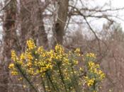 ajoncs Fontainebleau