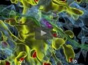 CERVEAU: capacité d'un pétaoctet pour consommation watts eLife
