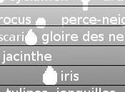 Quels bulbes printemps? quelle profondeur planter? Conseils plantation.