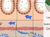 Maladies l'INTESTIN: neurones prêtent main forte cellules immunitaires Cell