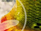 Southern Culture SCOF.