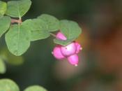 Quels sont besoins symphorine