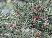 Ruscus aculeatus