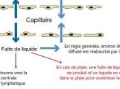 SOIN PLAIES: contribution importante l'exsudat dans processus cicatrisation Cicatrisation