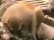 Saviez-vous singes connaissent parfaitement b.a.-ba secouristes