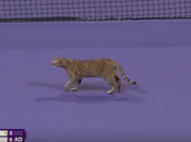 chat fait passage remarqué court tennis