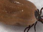 Maladie LYME: tique révèle, avec génome, forces faiblesses Naure Communications
