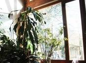 Dracaena massangeana fragrans