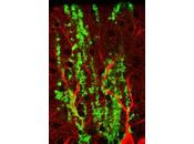 SANTÉ CÉRÉBRALE: Découverte d'une molette paramétrage astrocytes Science