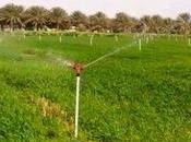 Biskra: nouveaux périmètres agricoles destinés grands investissements