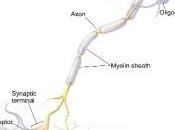 DOULEUR: L'équipe neurones appelle l'ocytocine rescousse CNRS Neuron